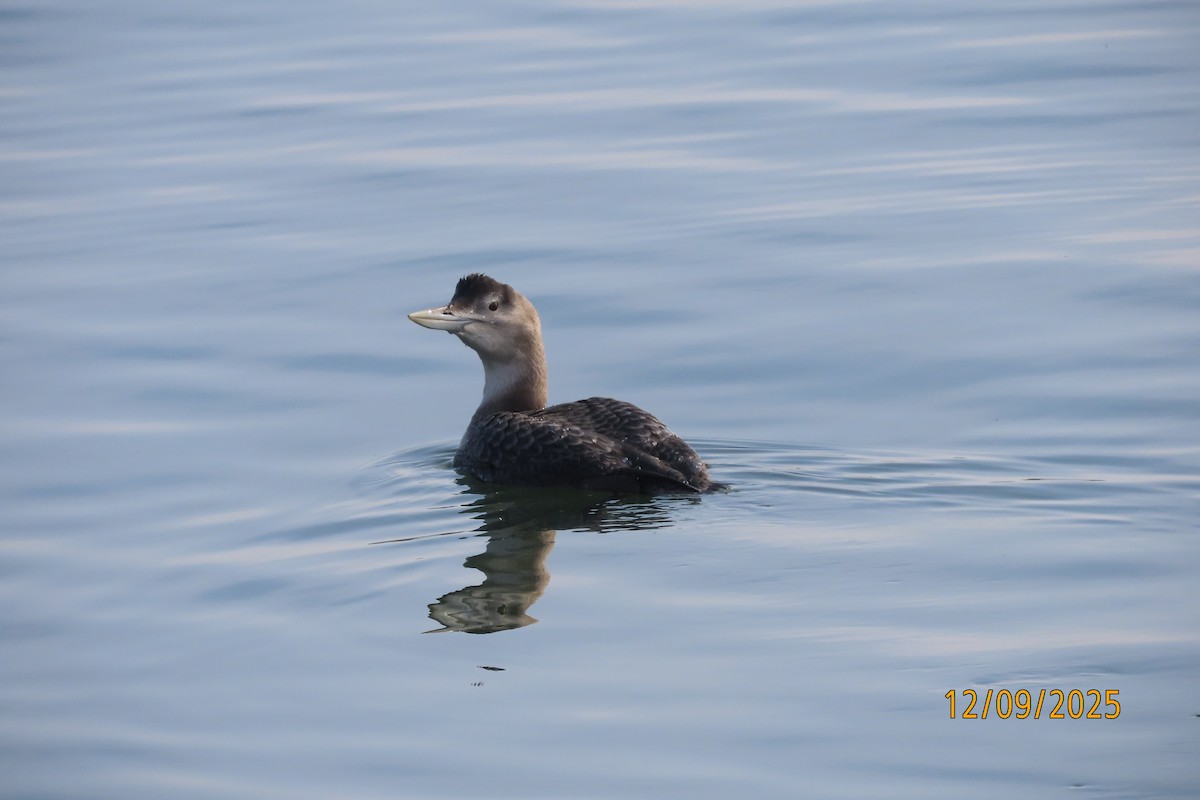 Yellow-billed Loon - ML646660417