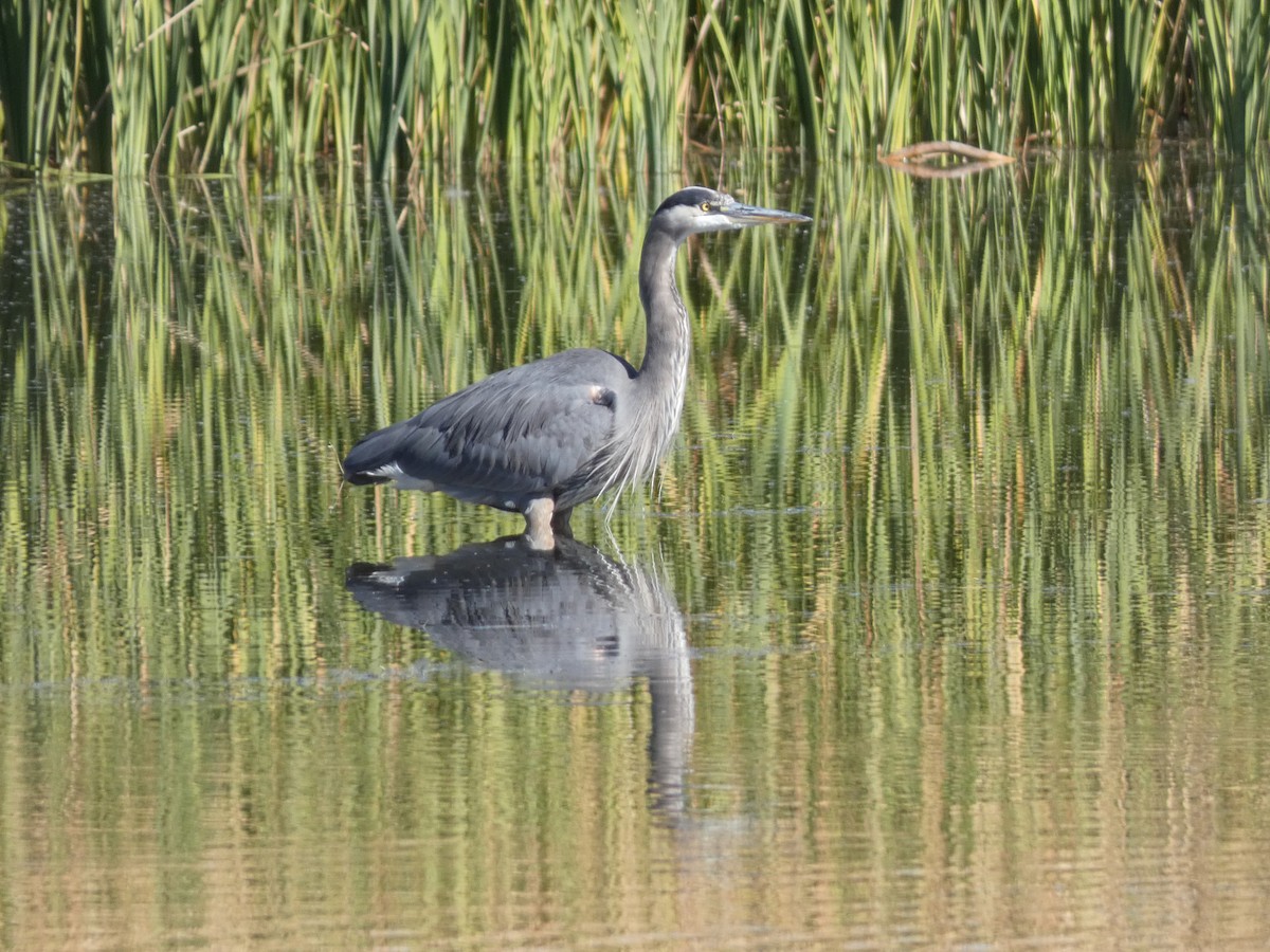 オオアオサギ - ML646660418