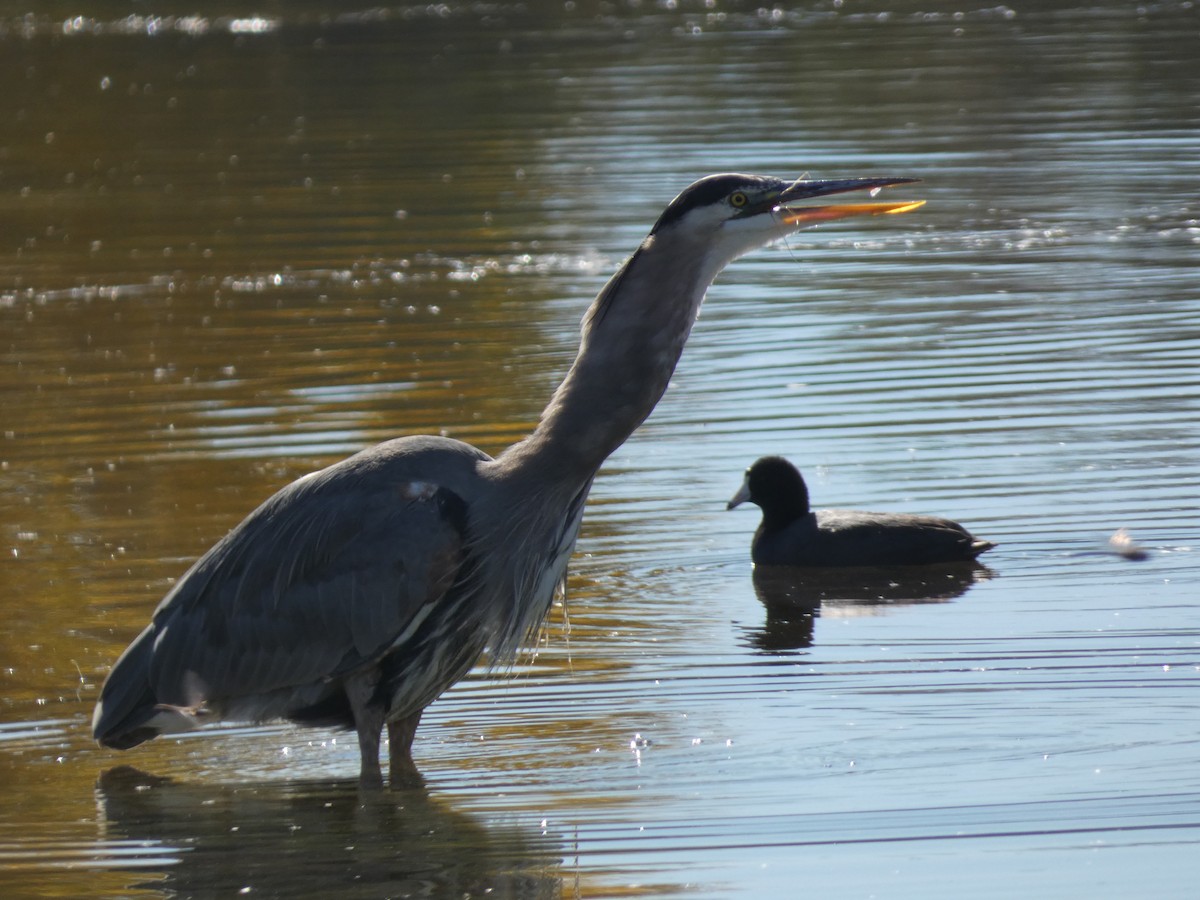 オオアオサギ - ML646660419