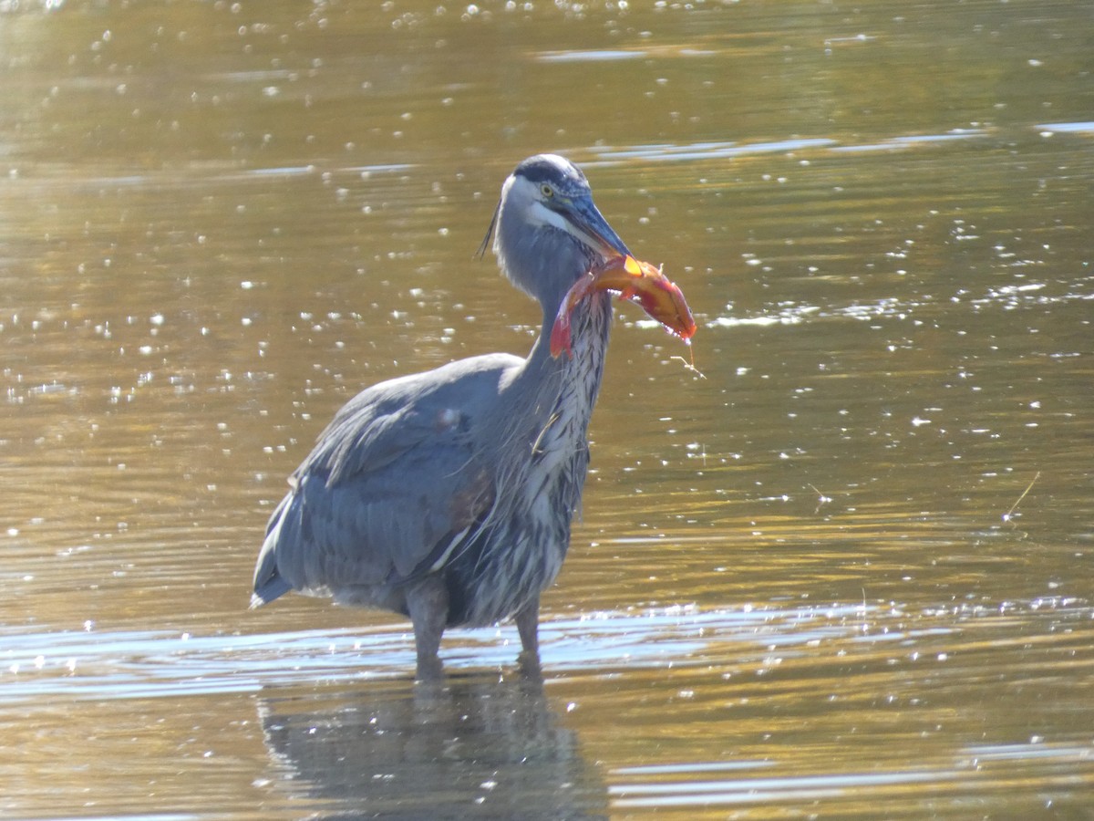 オオアオサギ - ML646660420