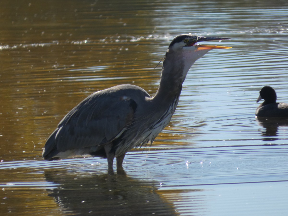 オオアオサギ - ML646660421