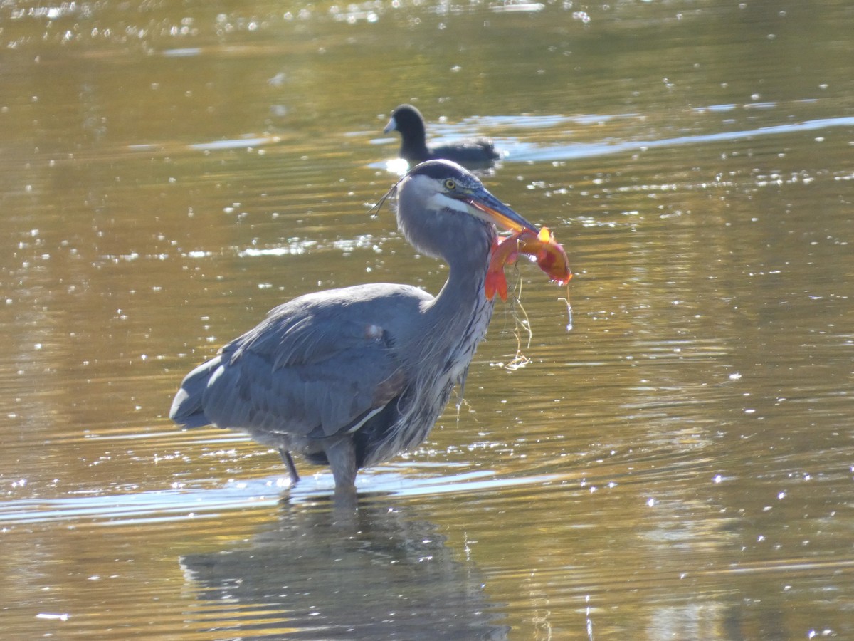 オオアオサギ - ML646660422