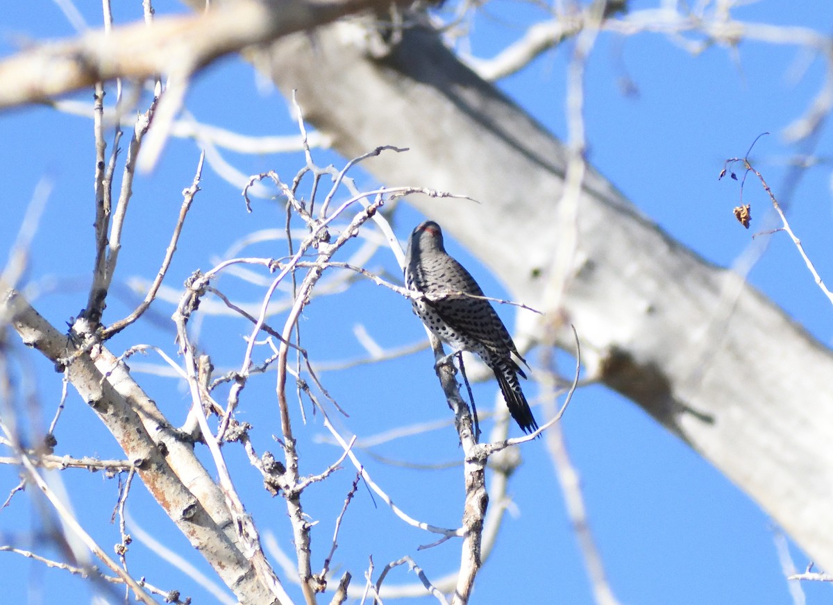 Pic flamboyant (hybride forme dorée x rosée) - ML646660425