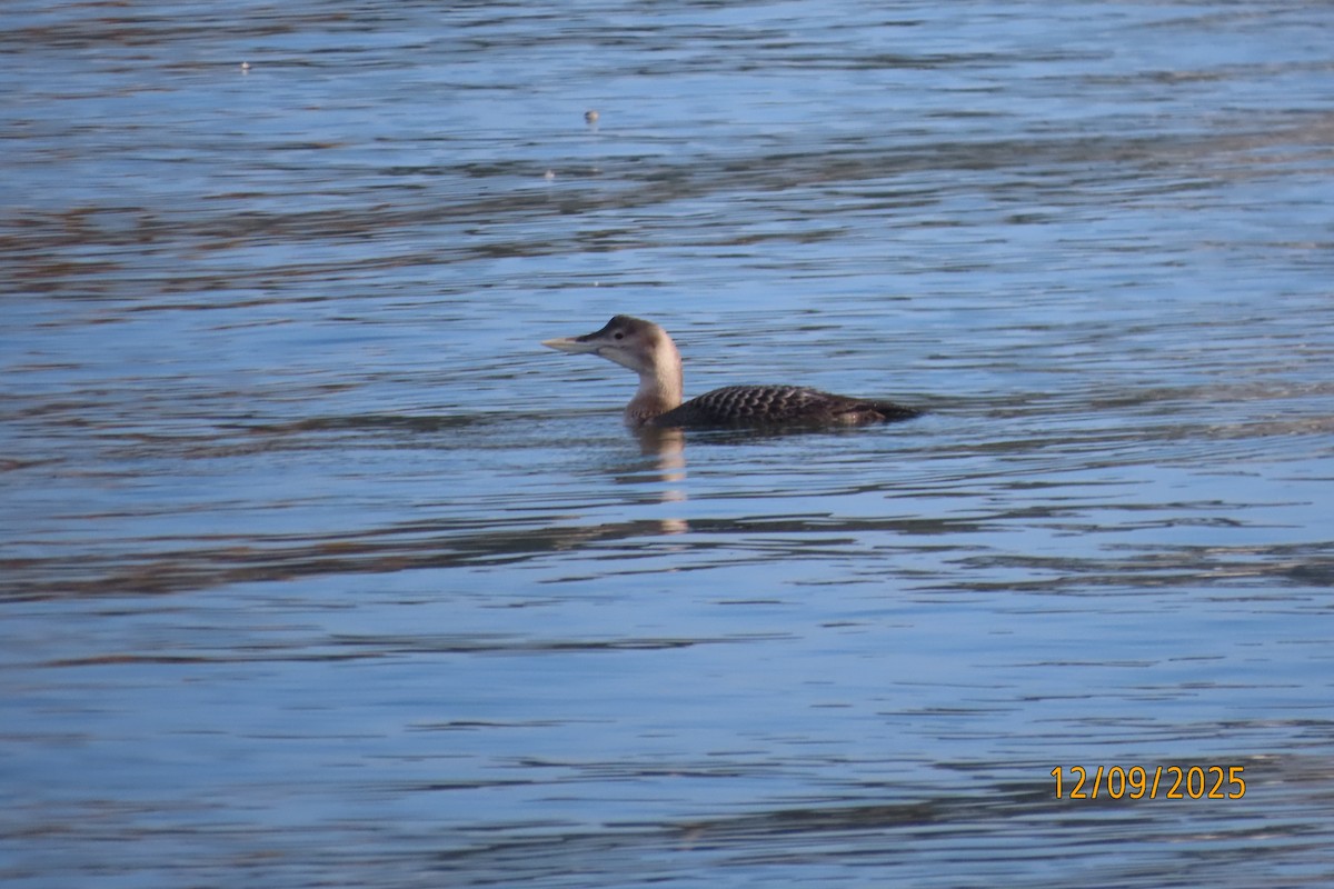 Yellow-billed Loon - ML646660432