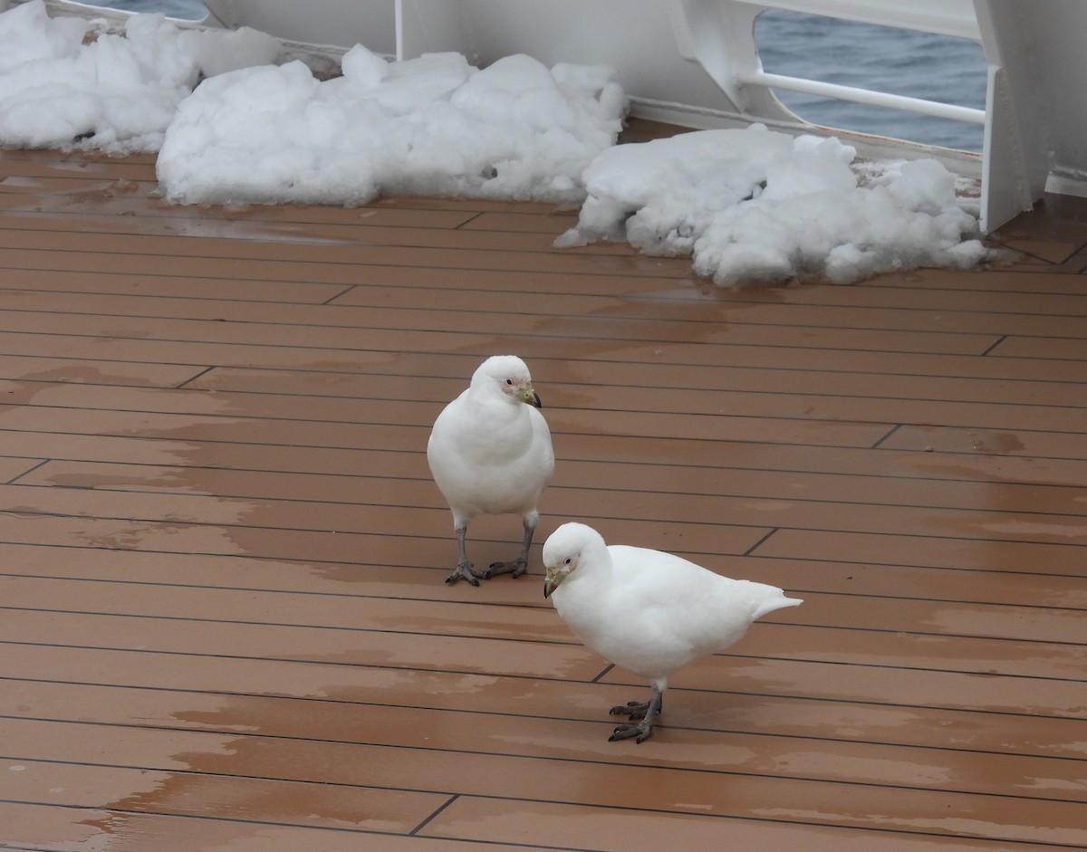 Snowy Sheathbill - ML646660438