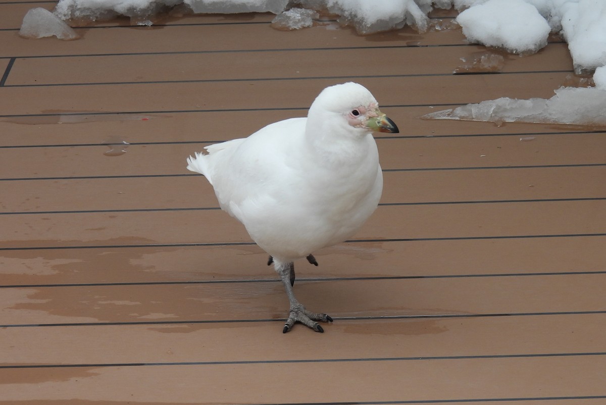 Snowy Sheathbill - ML646660439