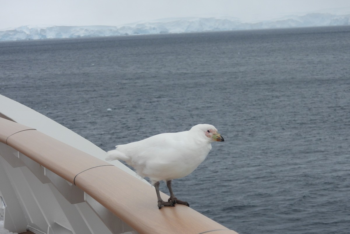 Snowy Sheathbill - ML646660440