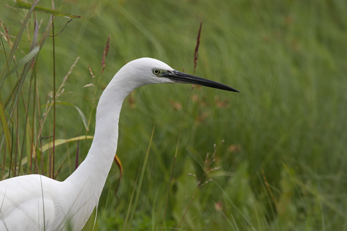 Küçük Ak Balıkçıl - ML646660441