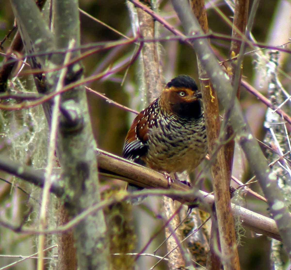 Spotted Laughingthrush - ML646660442
