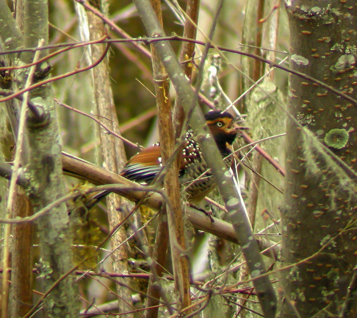 Spotted Laughingthrush - ML646660443