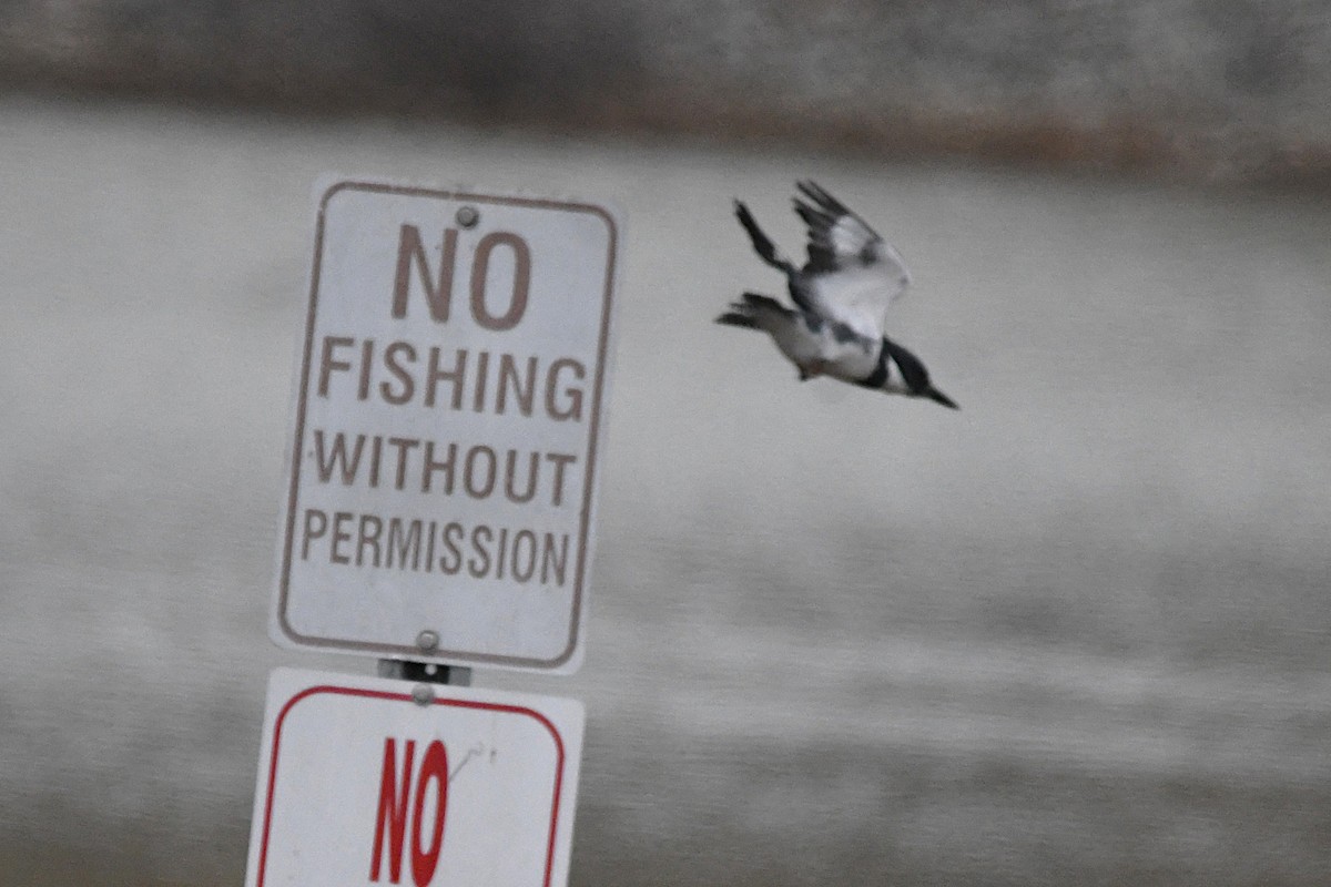 Belted Kingfisher - ML646660444