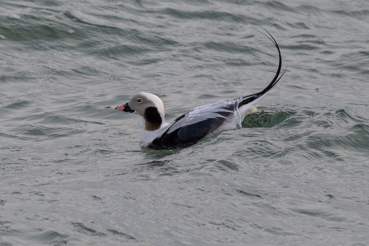 Moretta codona - ML646660445