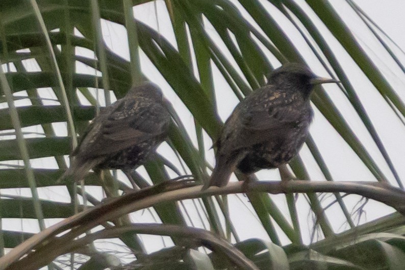 European Starling - ML646660446