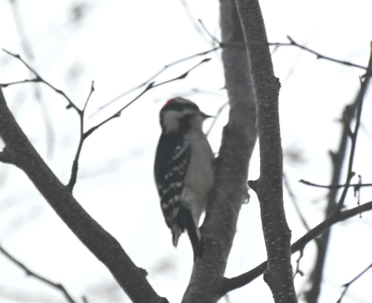 セジロコゲラ - ML646660457