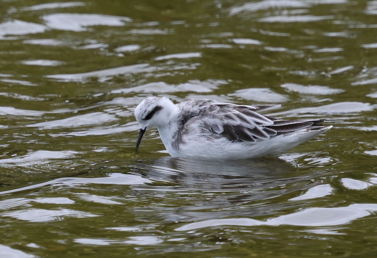 Red-necked Phalarope - ML646660459