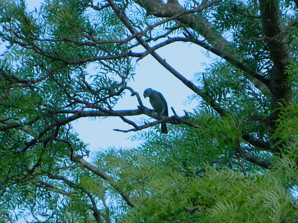 Sayaca Tanager - ML646660461