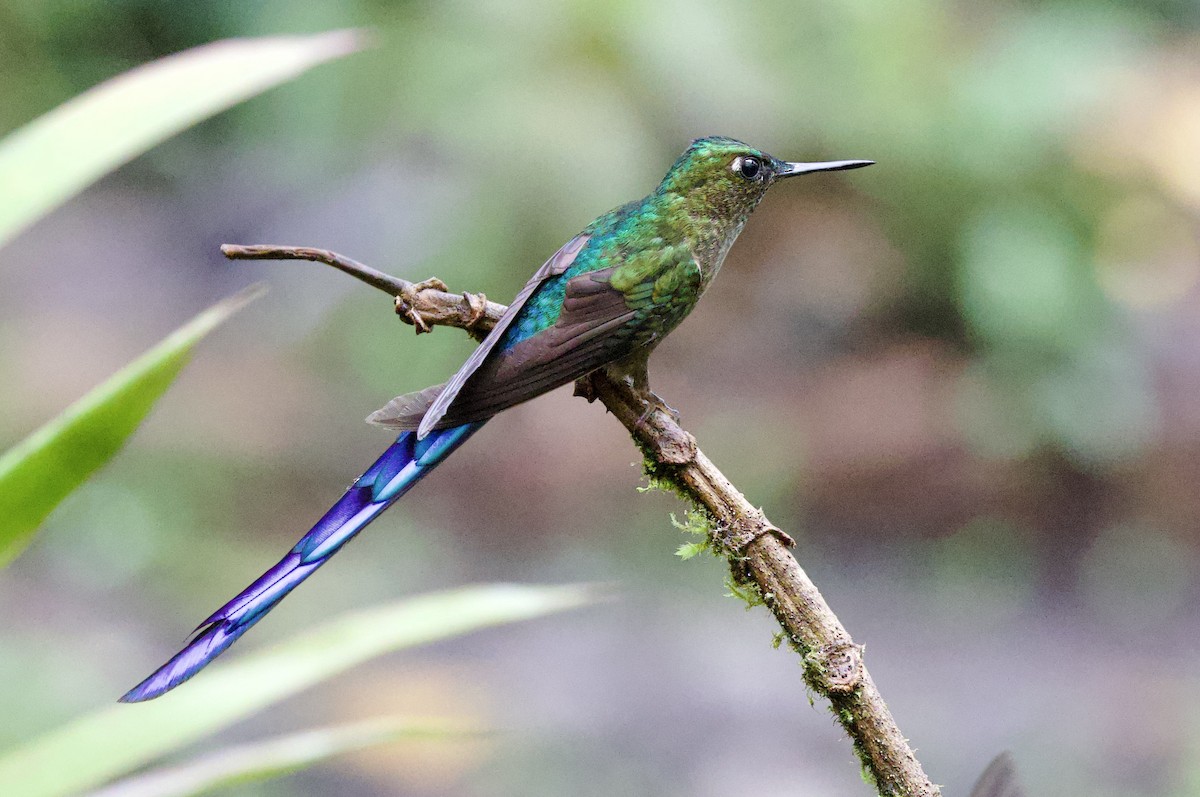 Фиолетовохвостый сильф - ML646660462