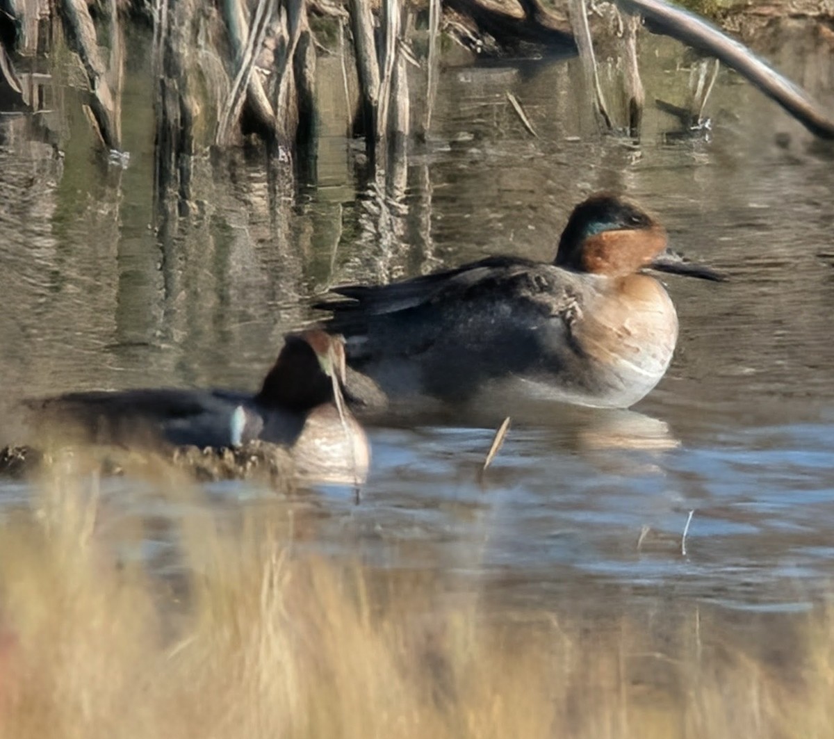 Чирянка мала (підвид carolinensis) - ML646660463