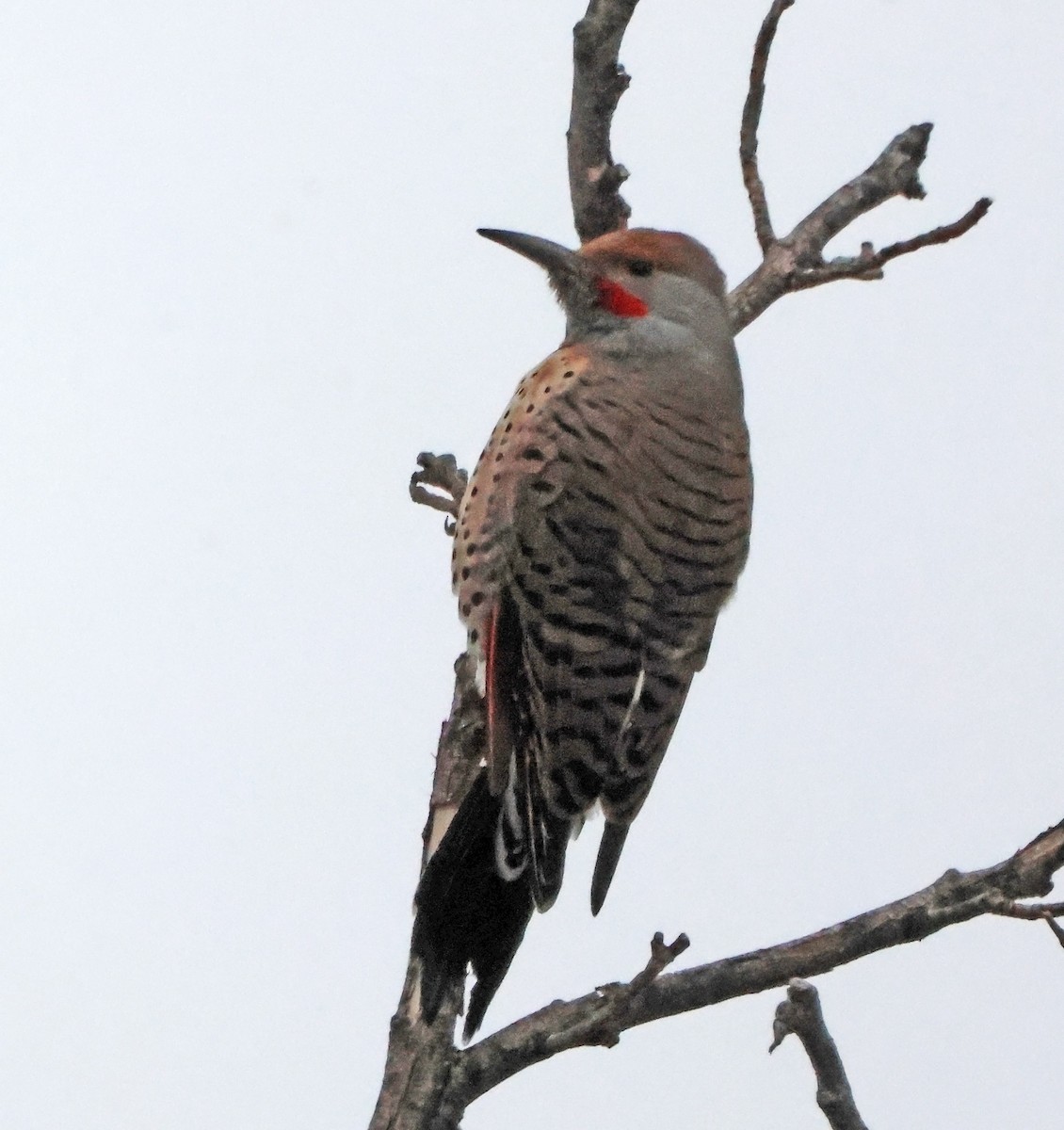 Northern Flicker - ML646660465