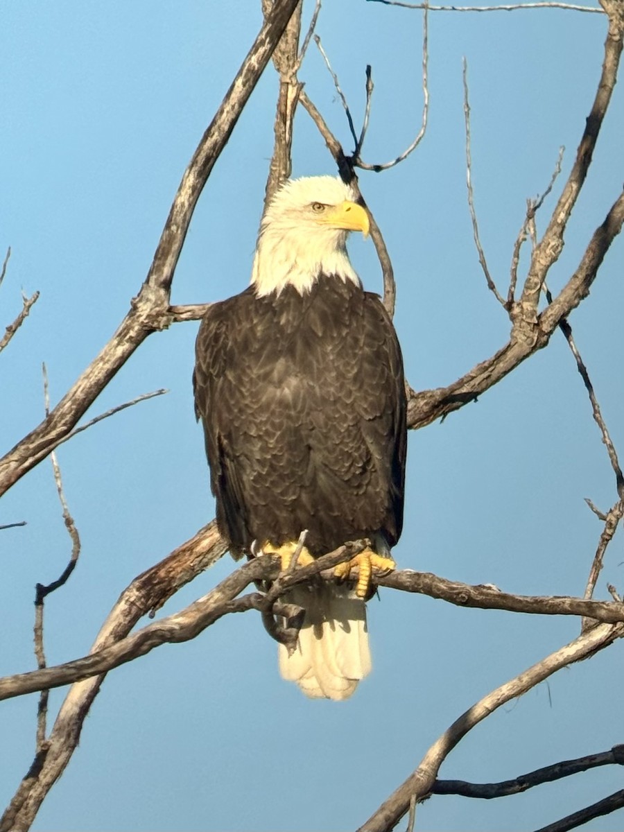 Bald Eagle - ML646660470