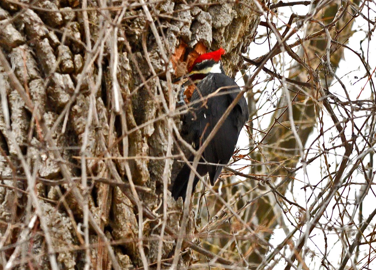 Pileated Woodpecker - ML646660471