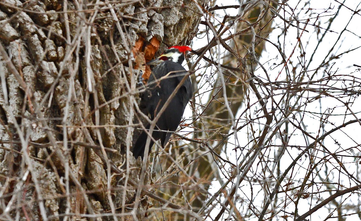 Pileated Woodpecker - ML646660472