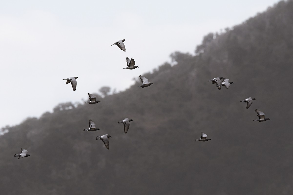 Kaya Güvercini - ML646660473