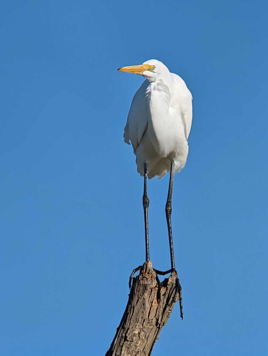 Чепура велика (підвид egretta) - ML646660474