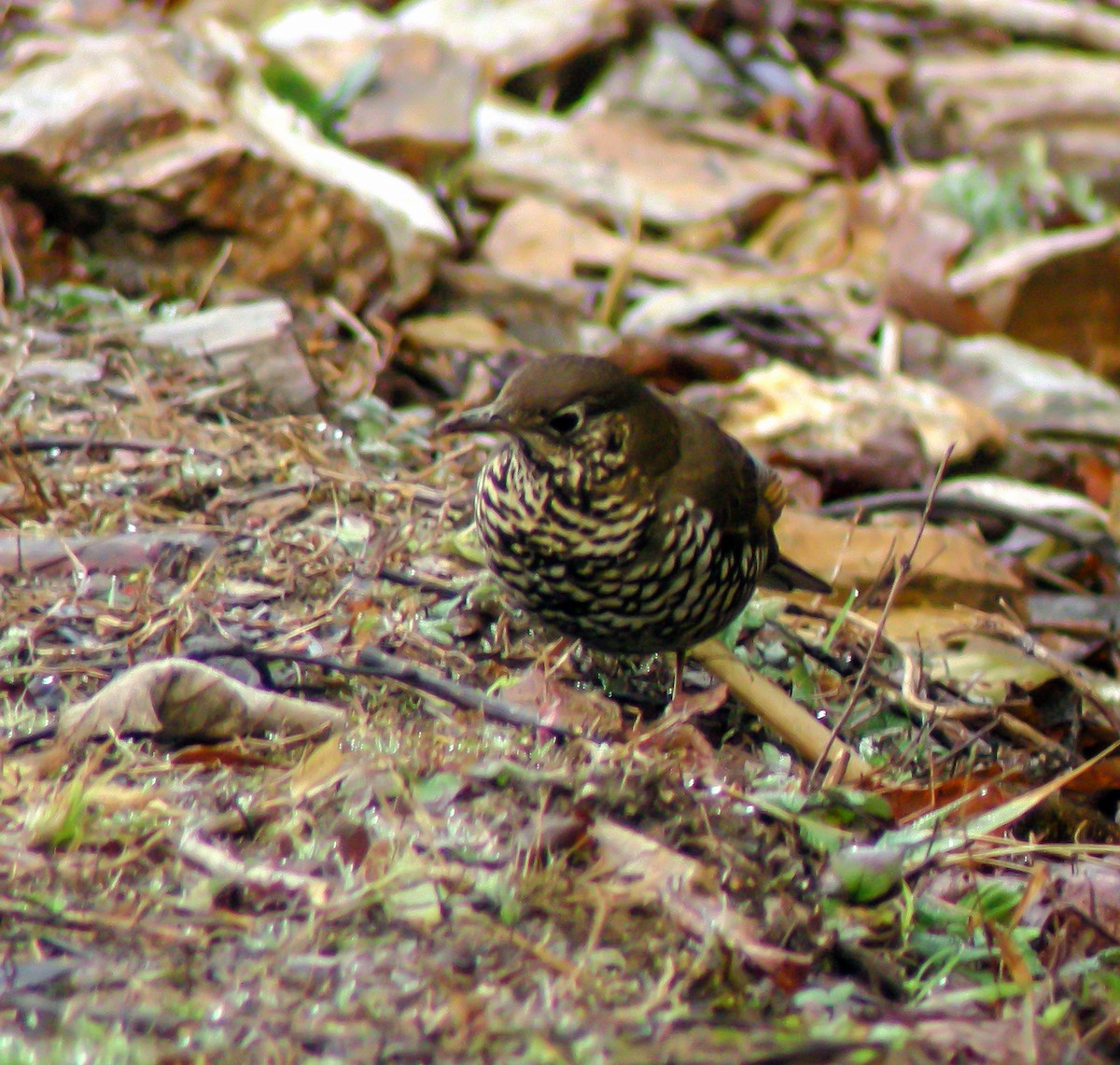 Alpine Thrush - ML646660476