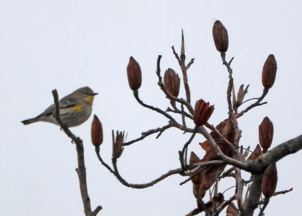 Yellow-rumped Warbler - ML646660477