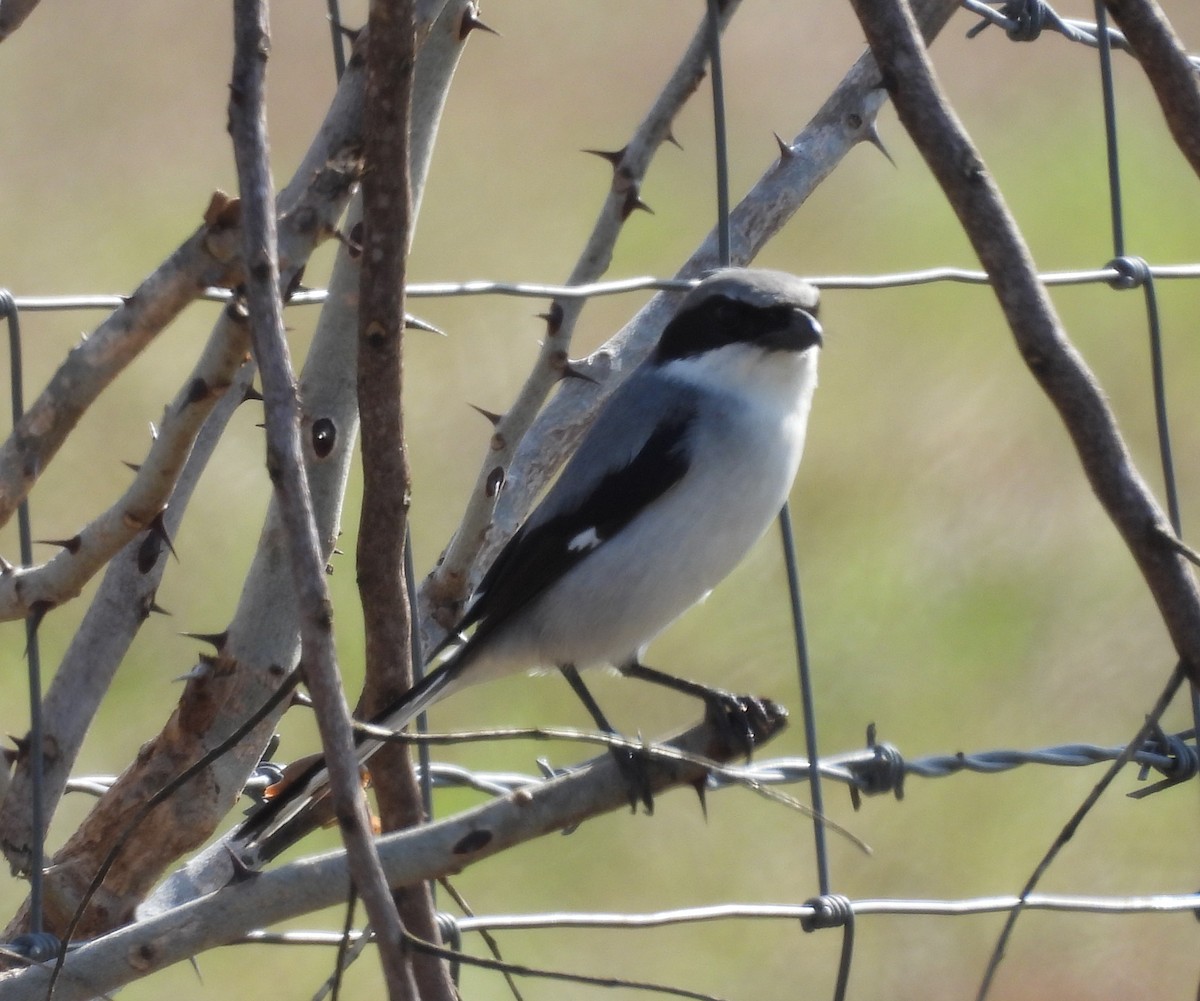 Pie-grièche migratrice - ML646660478