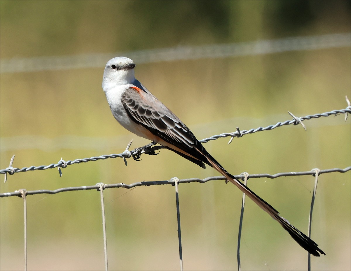 Scissor-tailed Flycatcher - ML646660482