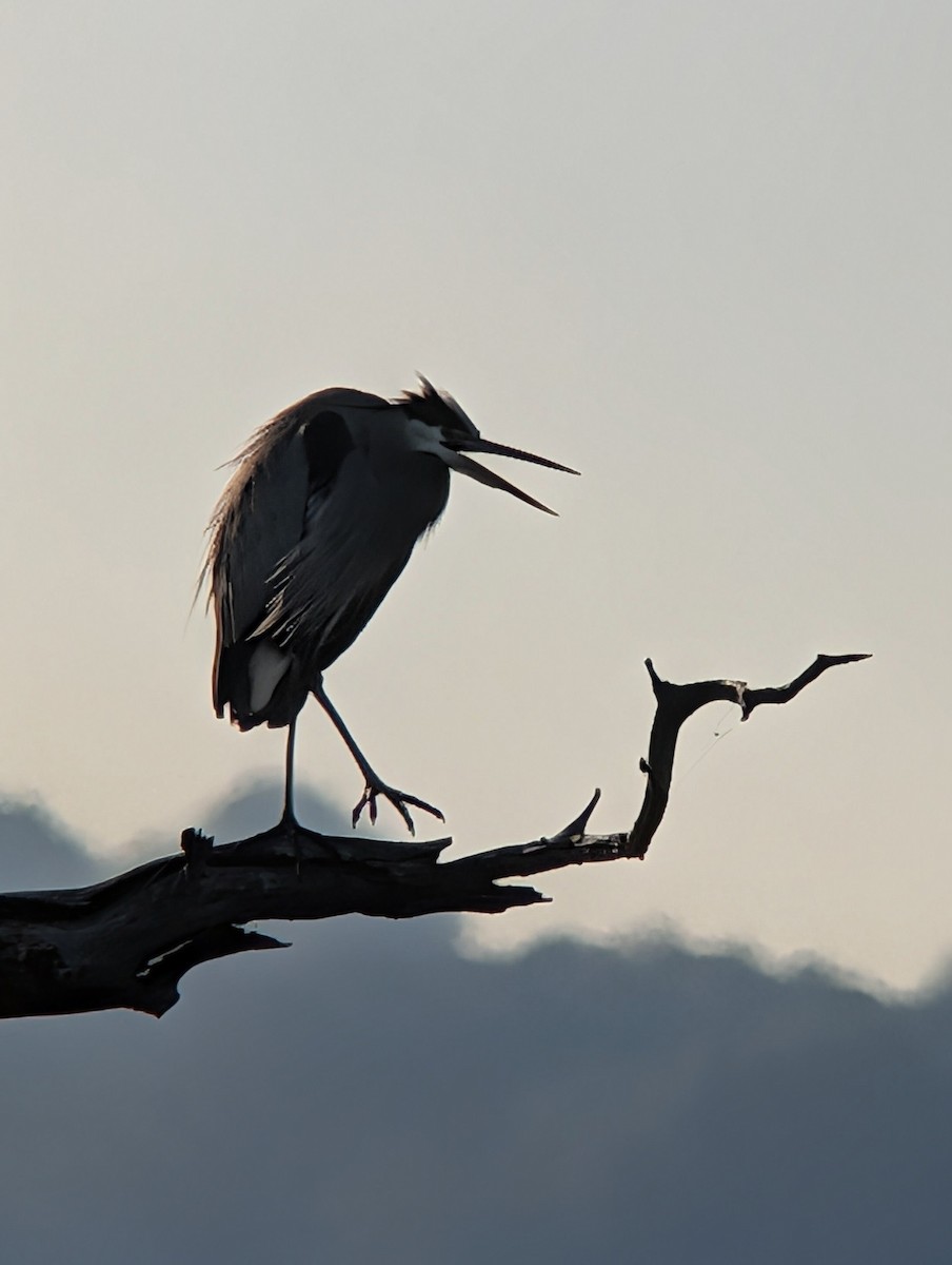 Чапля північна - ML646660484