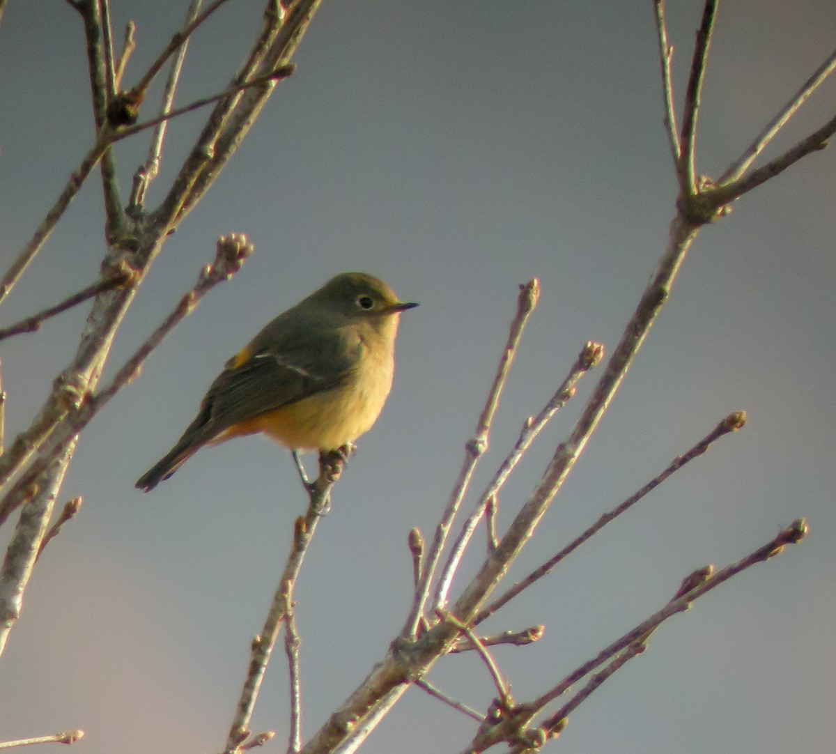 Blue-fronted Redstart - ML646660485
