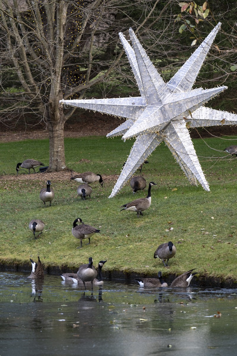 Канадская казарка - ML646660486