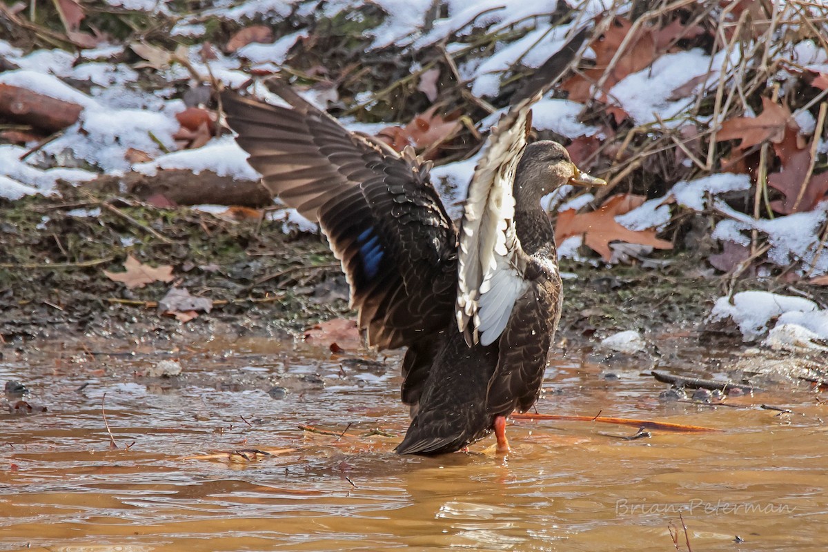 ברווז שחור אמריקני - ML646660487
