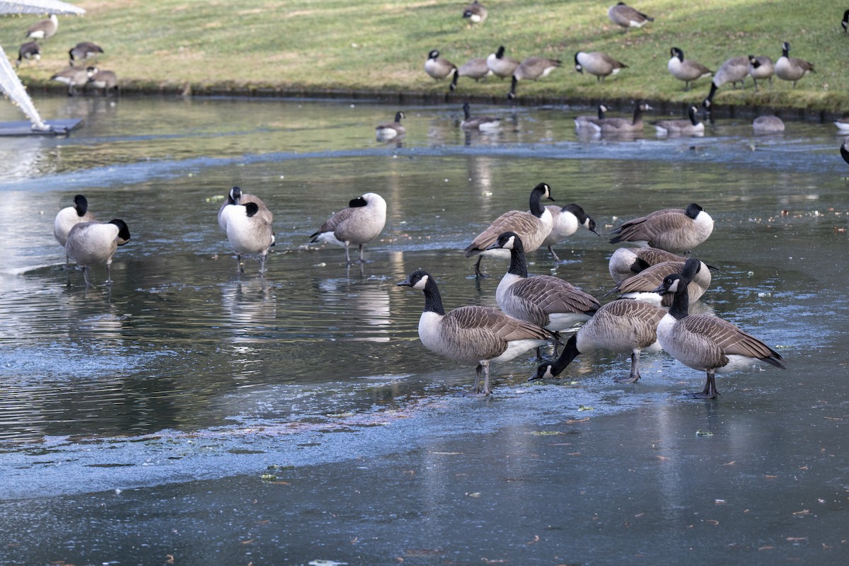 Канадская казарка - ML646660488