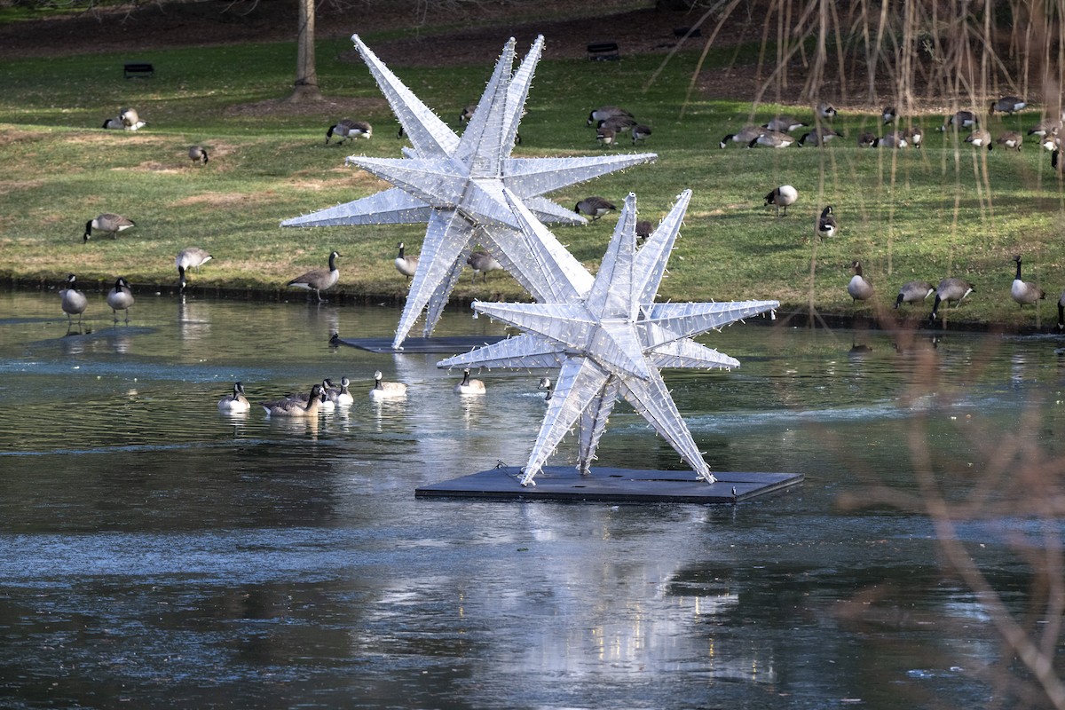 Канадская казарка - ML646660489