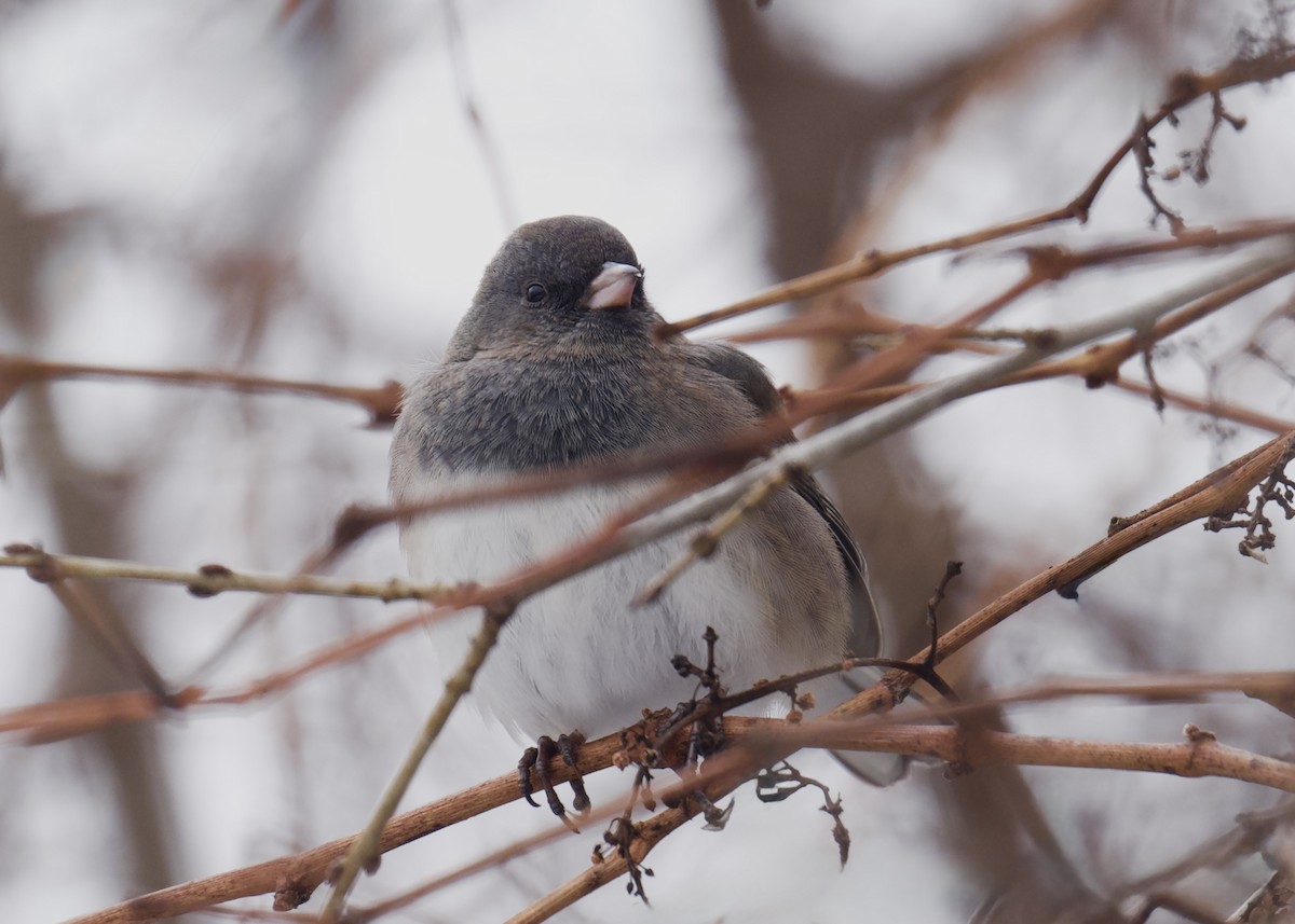 vinterjunko - ML646660493