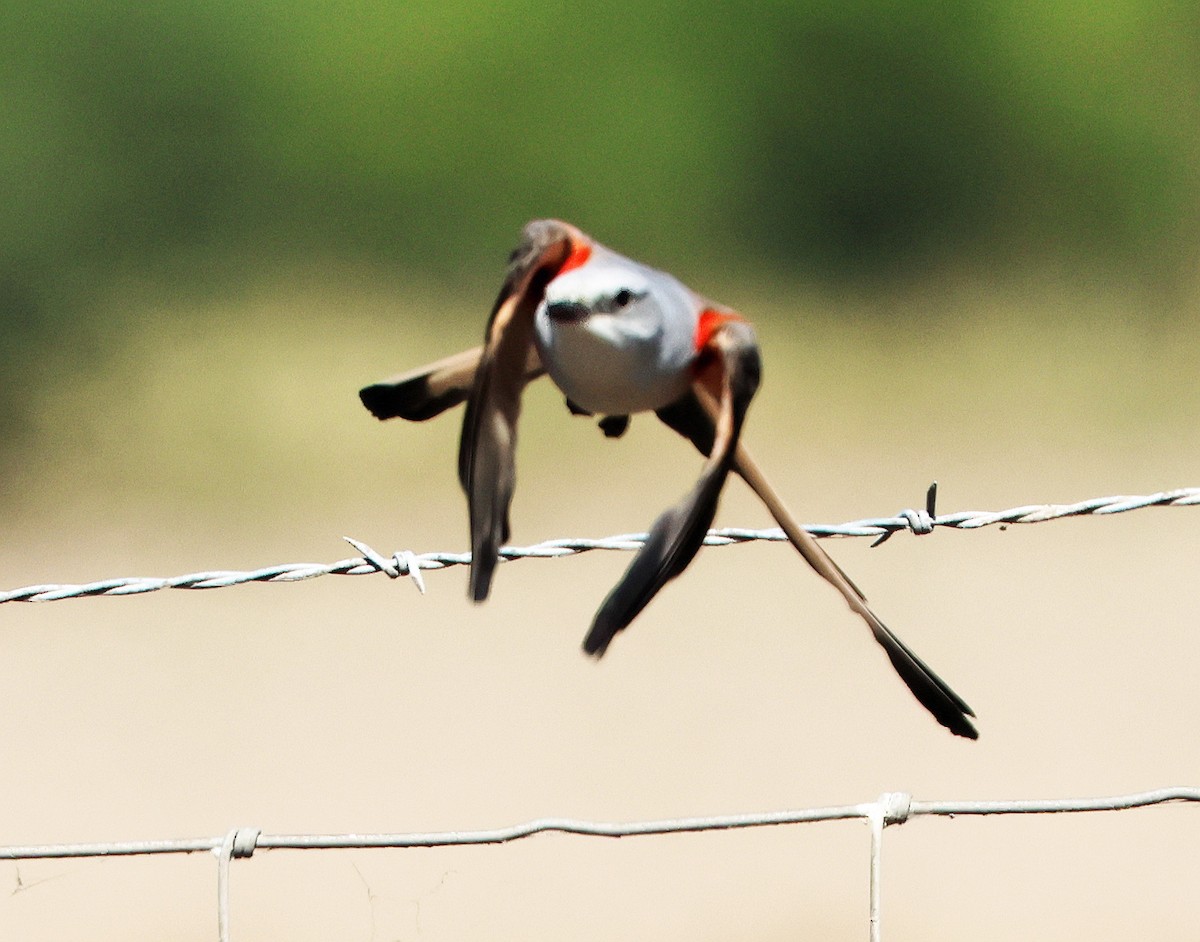 Scissor-tailed Flycatcher - ML646660494