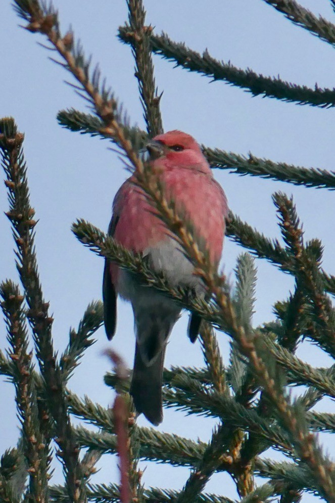 Hakengimpel - ML646660495