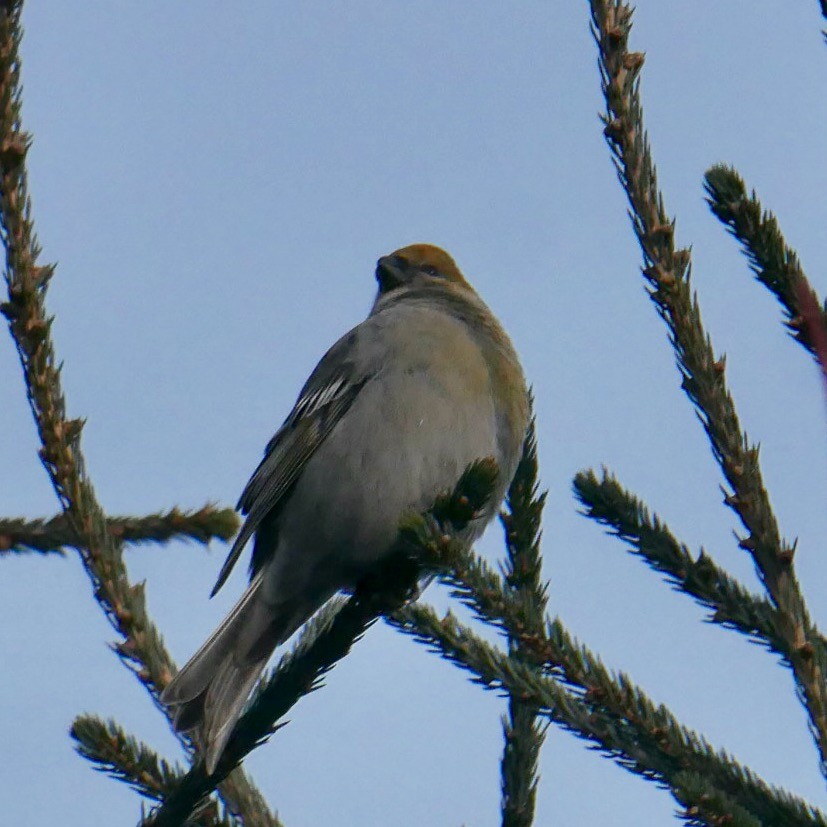 Hakengimpel - ML646660496