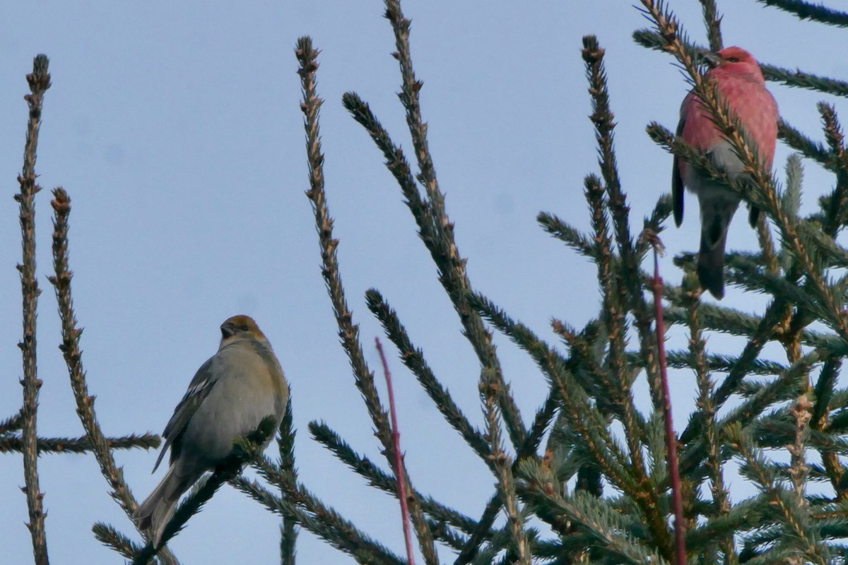 Hakengimpel - ML646660497