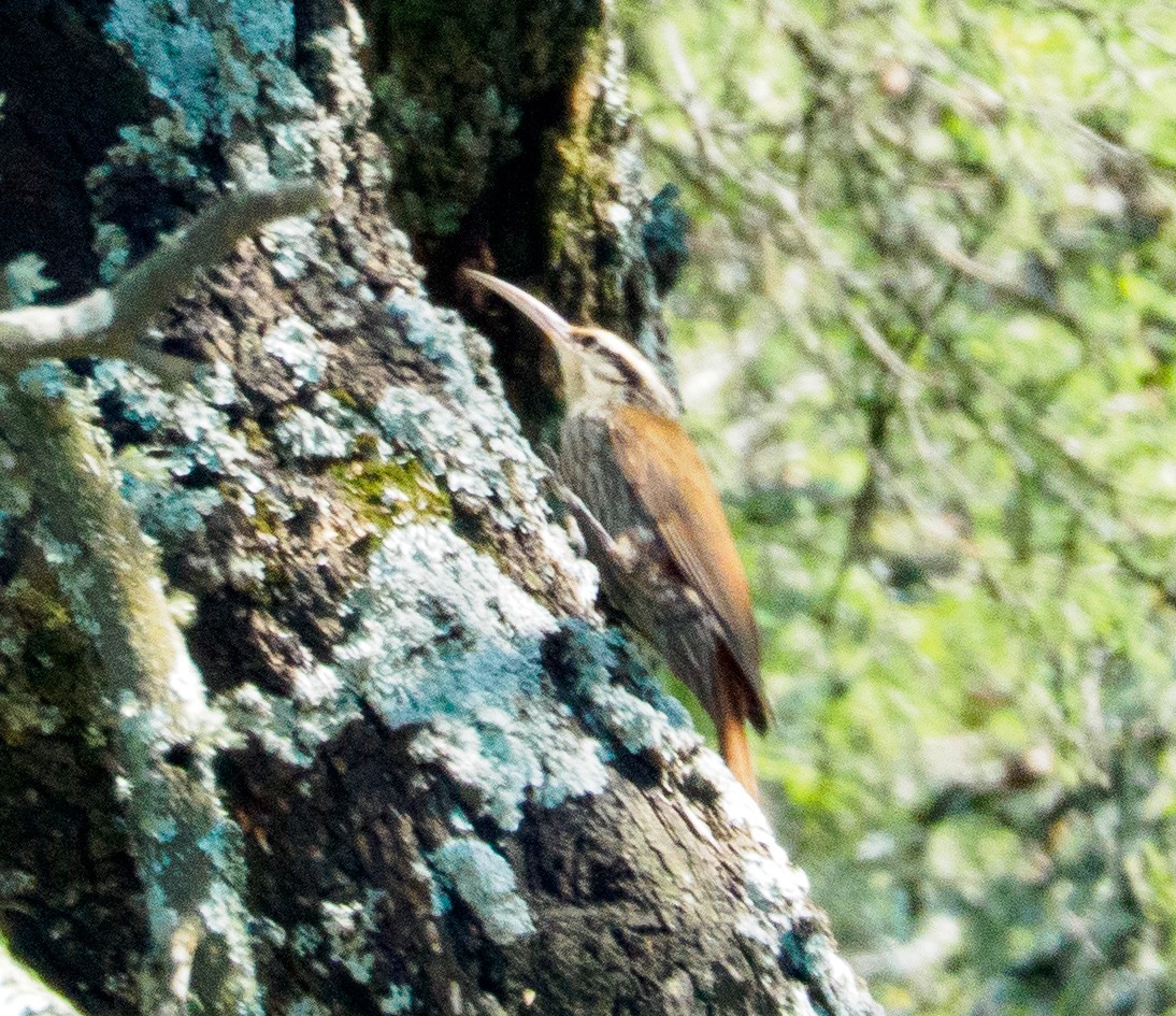 Narrow-billed Woodcreeper - ML646660498