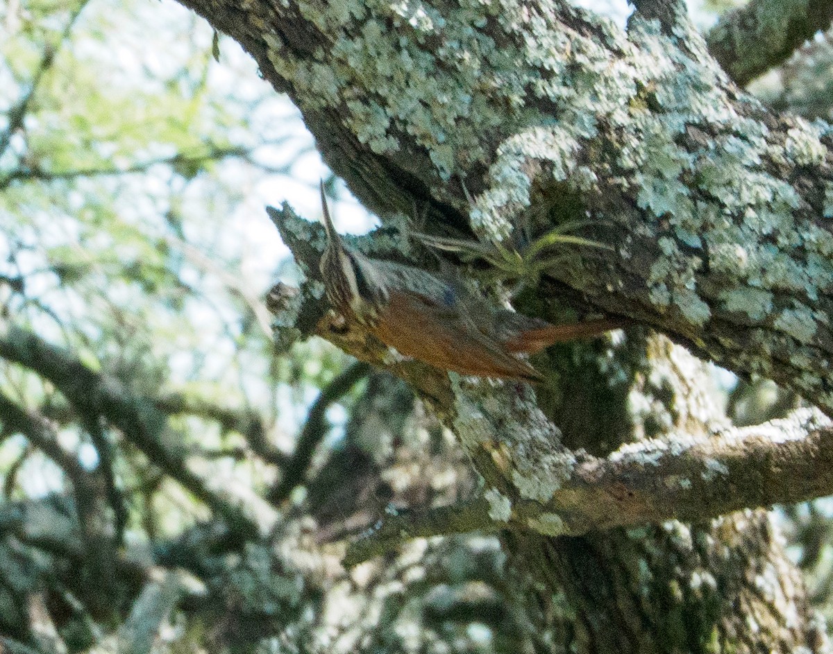 Narrow-billed Woodcreeper - ML646660499