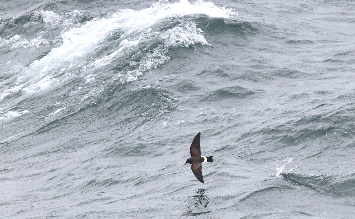 svartbukstormsvale - ML646660505