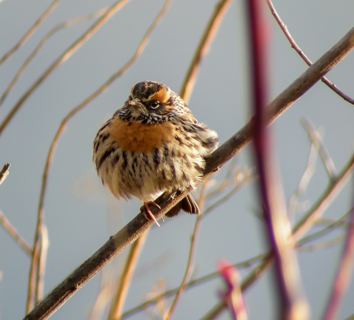 Rufous-breasted Accentor - ML646660506