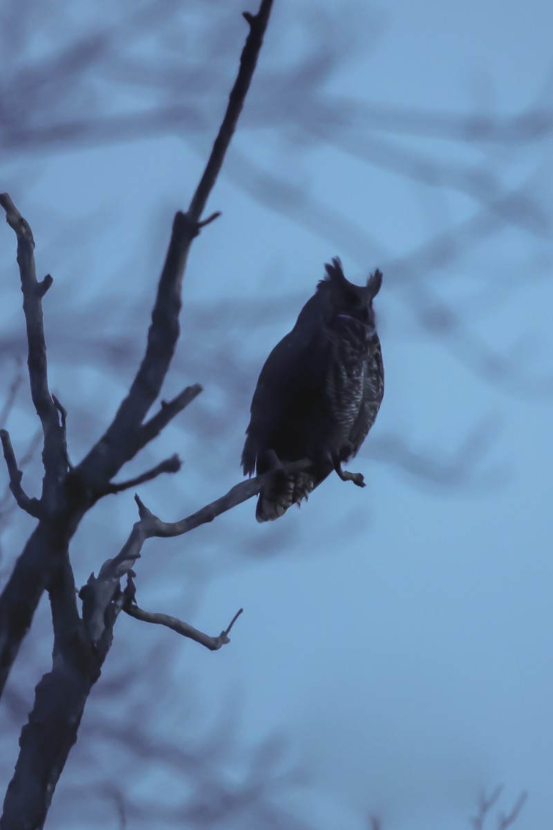 Amerika Puhusu - ML646660507