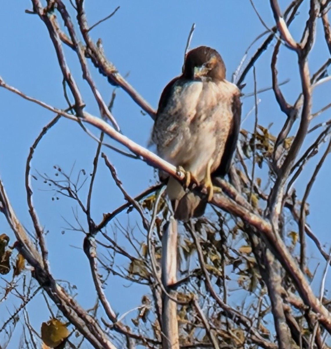 Канюк неоарктичний - ML646660508