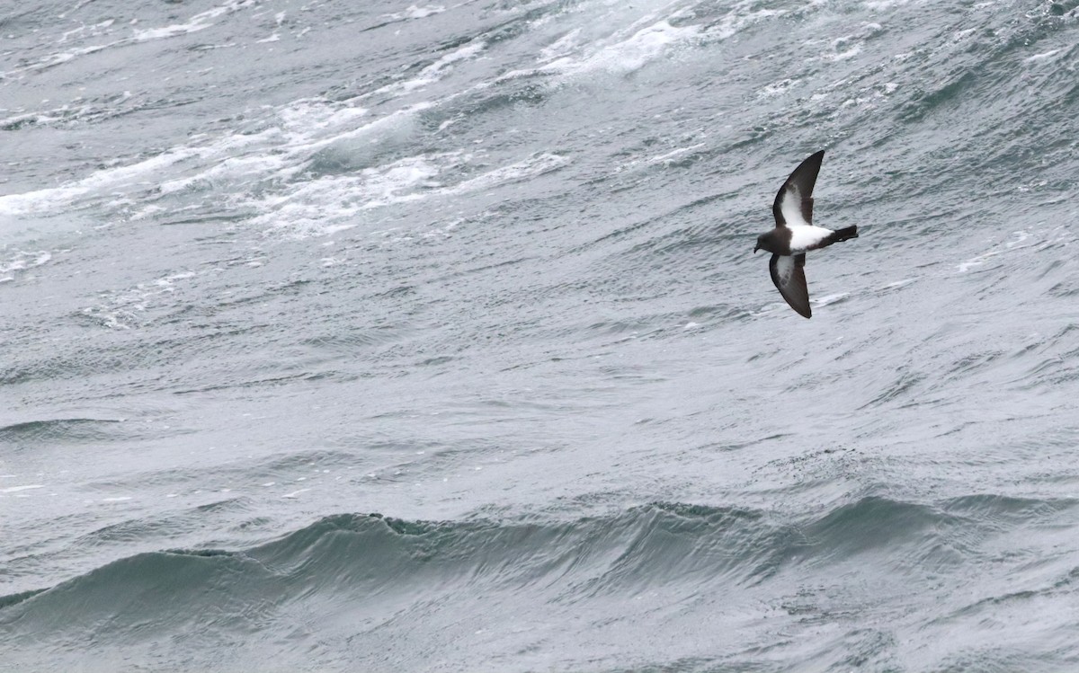 svartbukstormsvale - ML646660512